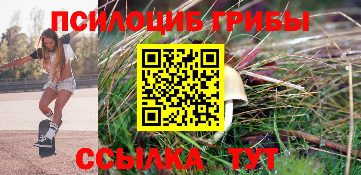 Галлюциногенные грибы Psilocybe Городец